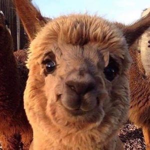 Meet your Posher, Sam